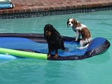 Sampson And Delilah Swimming 001